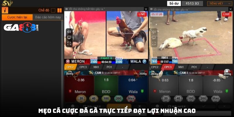 Mẹo cá cược đá gà trực tiếp đạt lợi nhuận cao