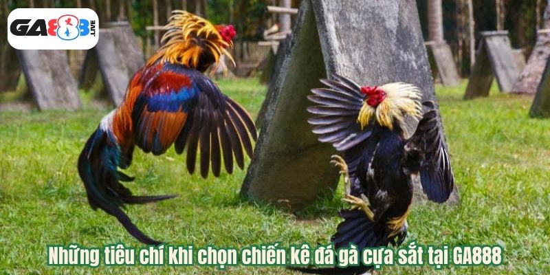 Những tiêu chí khi chọn chiến kê đá gà cựa sắt tại GA888