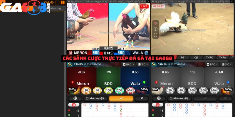 Các sảnh cược trực tiếp đá gà tại GA888