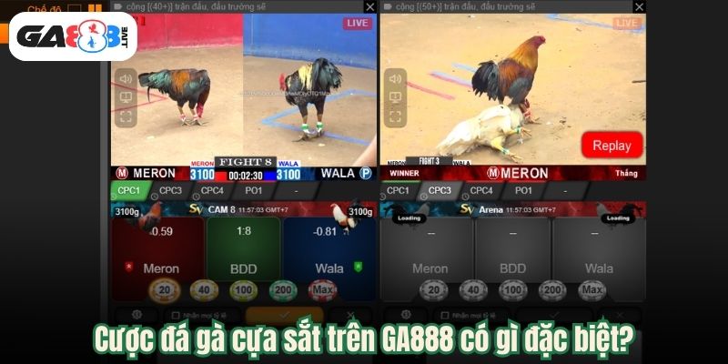 Cược đá gà cựa sắt trên GA888 có gì đặc biệt?
