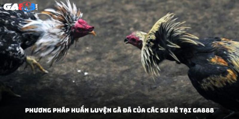 Phương pháp huấn luyện gà đá của các sư kê tại GA888