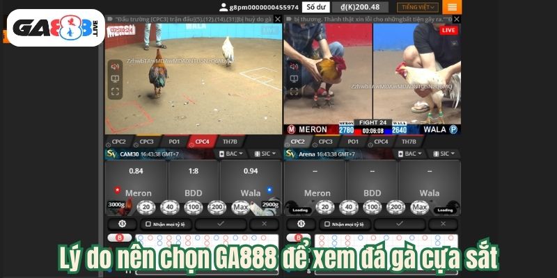 Lý do nên chọn GA888 để xem đá gà cựa sắt