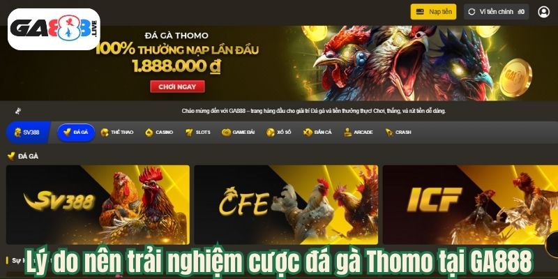 Lý do nên trải nghiệm cược đá gà Thomo tại GA888