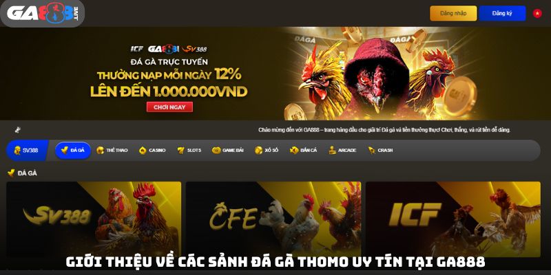 Giới thiệu về các sảnh đá gà Thomo uy tín tại GA888