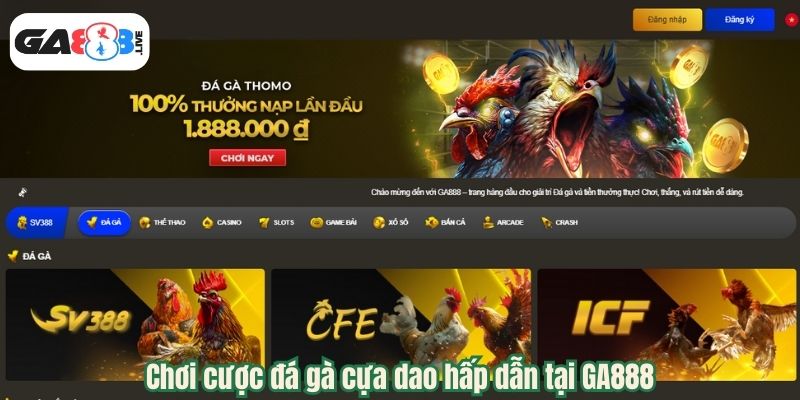 Chơi cược đá gà cựa dao hấp dẫn tại GA888