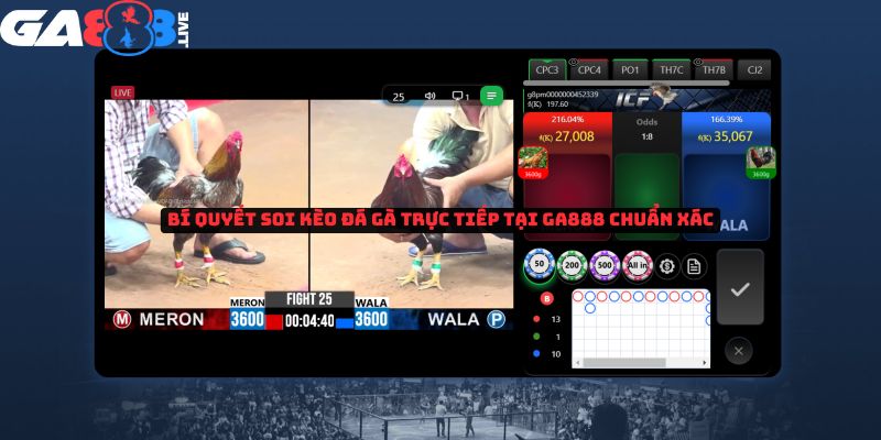 Bí quyết soi kèo đá gà trực tiếp tại GA888 chuẩn xác