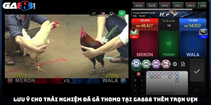 Lưu ý cho trải nghiệm đá gà Thomo tại GA888 thêm trọn vẹn