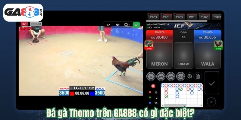 Đá gà Thomo trên GA888 có gì đặc biệt?