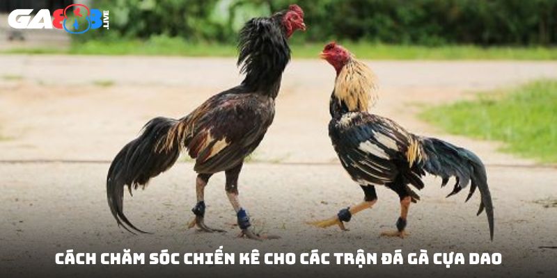 Cách chăm sóc chiến kê cho các trận đá gà cựa dao