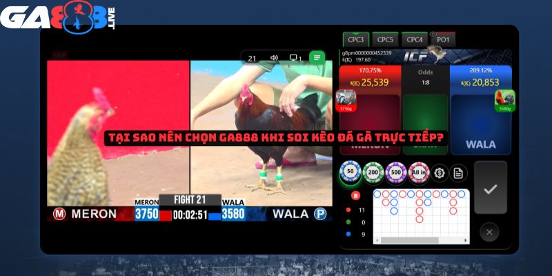 Tại sao nên chọn GA888 khi soi kèo đá gà trực tiếp?